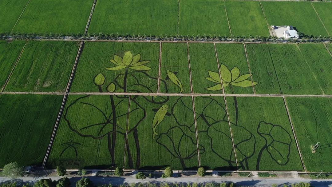 人文園林大地藝術創(chuàng)新作品——文浦花園稻田荷花圖