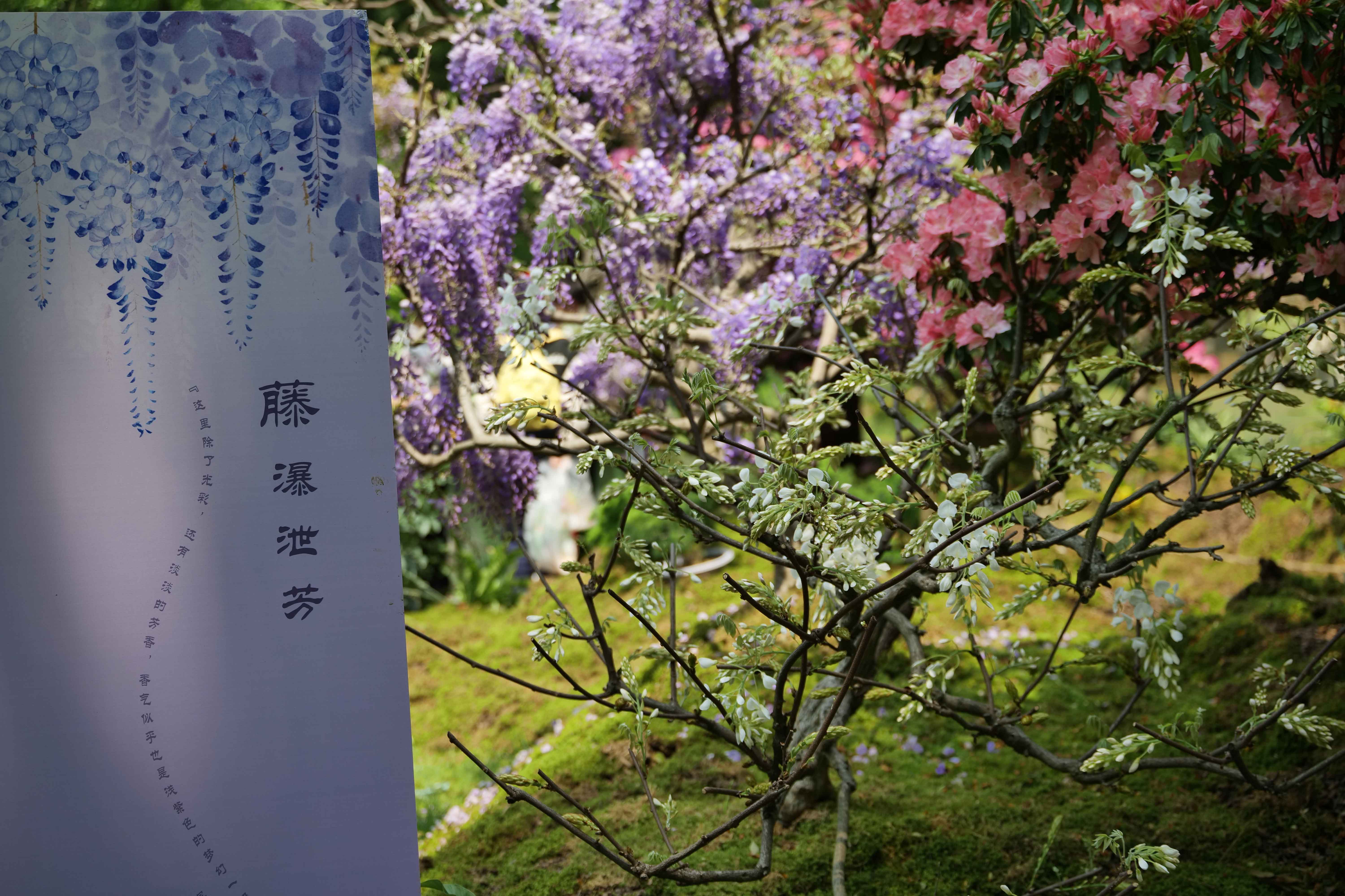 人文花展|太子灣公園花事新焦點，紫藤花開迎客，燦若云霞！