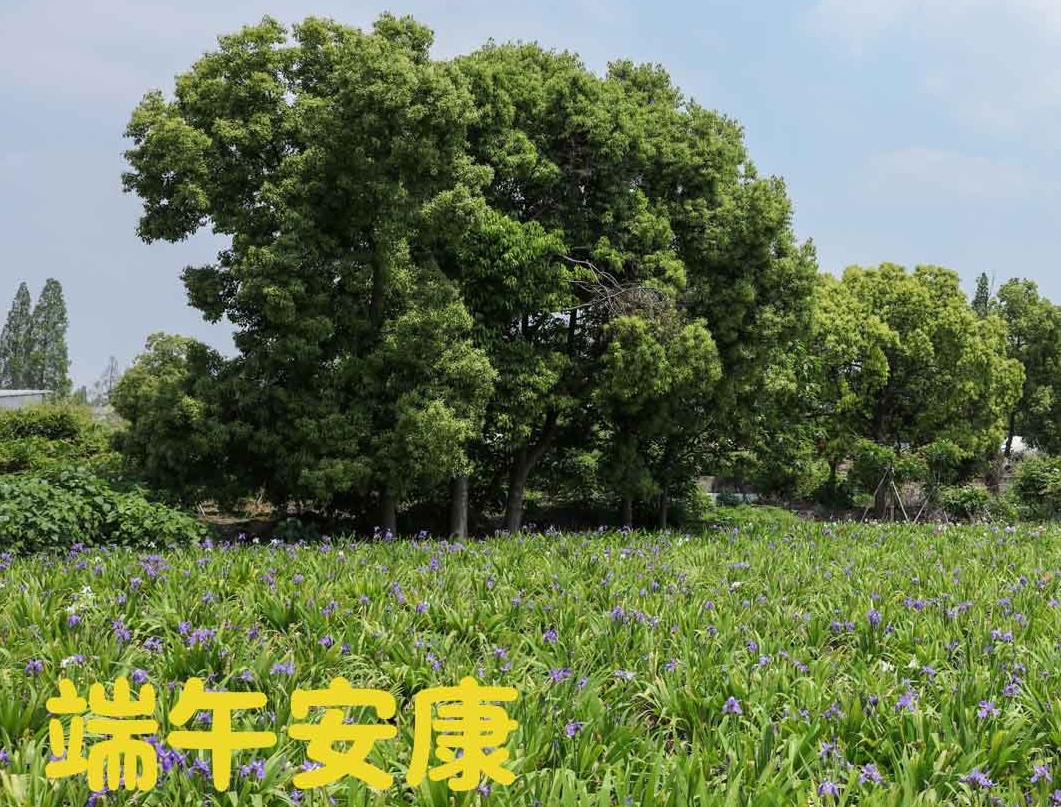 端午|粽夏之時，祝大家安康順意！