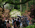 人文花展|「紫藤杜鵑」實力吸睛，人文園林太子灣春日限定花展圓滿舉辦！